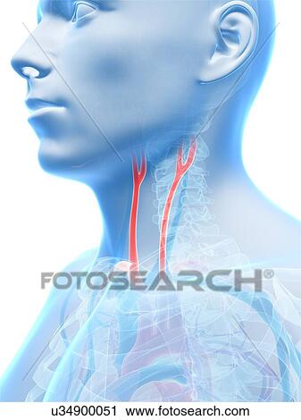 Clip Art - Human carotid artery, illustration. Fotosearch