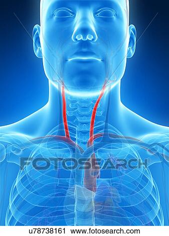 Human carotid artery, illustration View Large Illustration Clip Art - Human carotid artery, illustration. Fotosearch
