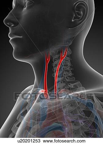Drawing - Human carotid artery, illustration. Fotosearch