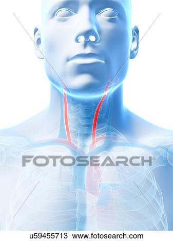 Drawing - Human carotid artery, illustration. Fotosearch