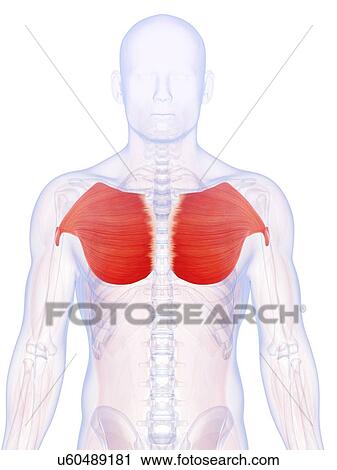Clip Art - Human chest muscles, illustration. Fotosearch
