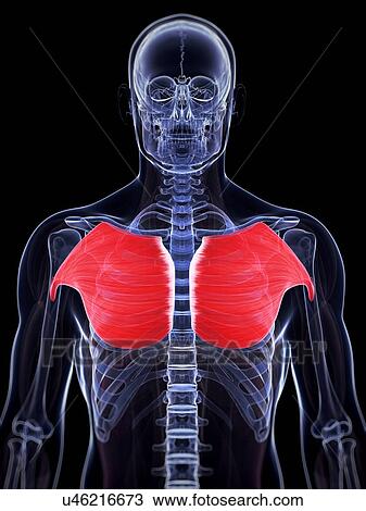 Human chest muscles, illustration View Large Illustration Drawing - Human chest muscles, illustration. Fotosearch