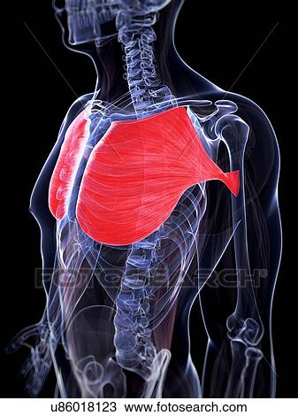 Drawing - Human chest muscles, illustration. Fotosearch