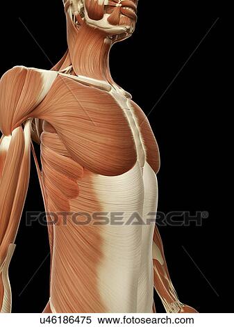 Stock Illustration - Human chest muscles, illustration. Fotosearch