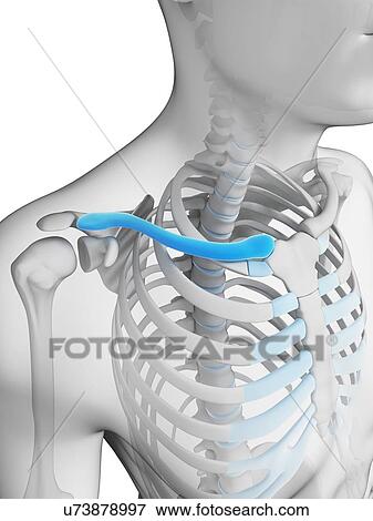 Human collar bone, illustration View Large Illustration Stock Illustration - Human collar bone, illustration. Fotosearch