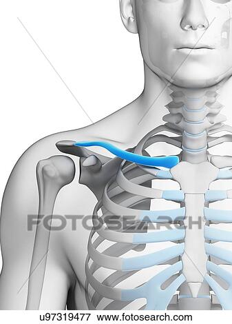 Human collar bone, illustration View Large Illustration Stock Illustration - Human collar bone, illustration. Fotosearch