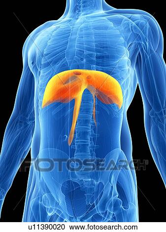 Clipart - Human diaphragm, illustration. Fotosearch
