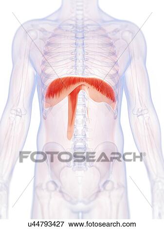 Human diaphragm, illustration View Large Illustration Stock Illustration - Human diaphragm, illustration. Fotosearch