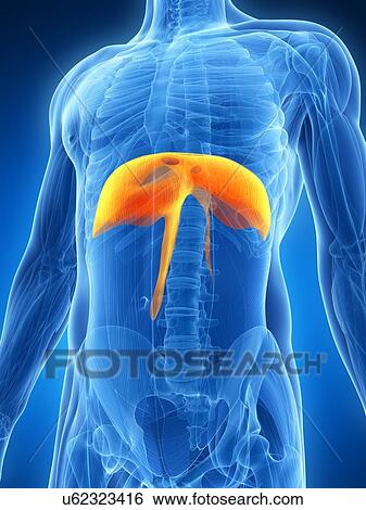 Human diaphragm, illustration View Large Illustration Stock Illustration - Human diaphragm, illustration. Fotosearch