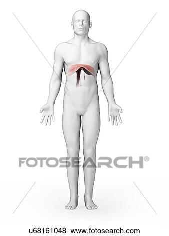 Human diaphragm, illustration View Large Illustration Stock Illustration - Human diaphragm, illustration. Fotosearch