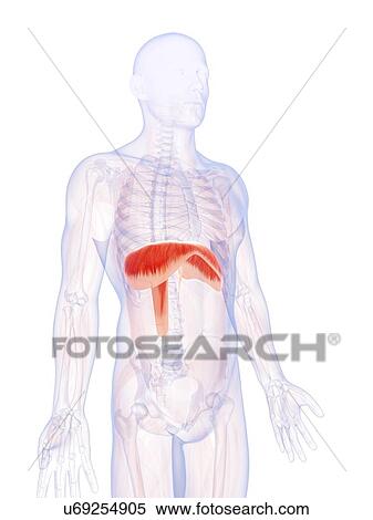 Human diaphragm, illustration View Large Illustration Stock Illustration - Human diaphragm, illustration. Fotosearch