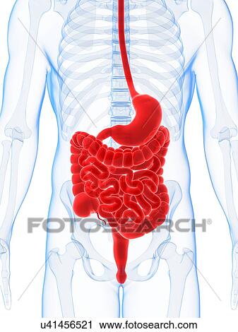 Human digestive system, illustration View Large Illustration Clip Art - Human digestive system, illustration. Fotosearch
