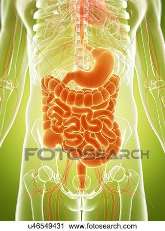 Human digestive system, illustration View Large Illustration Clip Art - Human digestive system, illustration. Fotosearch