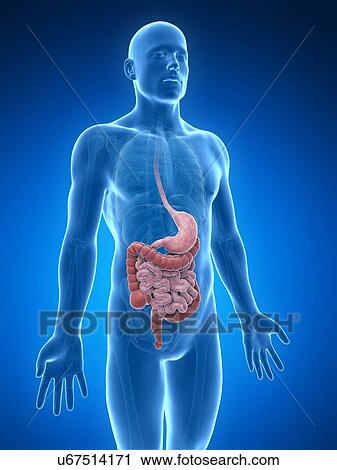 Human digestive system, illustration View Large Illustration Clip Art - Human digestive system, illustration. Fotosearch