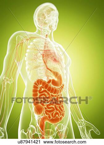 Clip Art - Human digestive system, illustration. Fotosearch