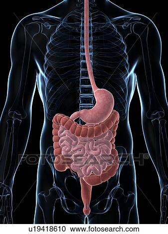 Clipart - Human digestive system, illustration. Fotosearch