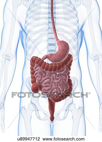 Human digestive system, illustration View Large Illustration Drawing - Human digestive system, illustration. Fotosearch