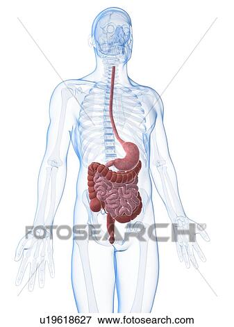 Stock Illustration - Human digestive system, illustration. Fotosearch