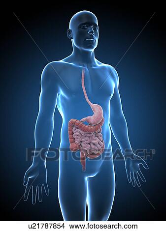 Stock Illustration - Human digestive system, illustration. Fotosearch