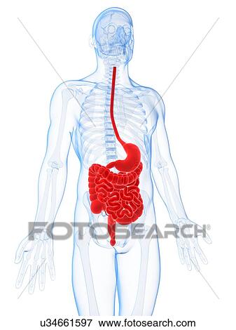 Human digestive system, illustration View Large Illustration Stock Illustration - Human digestive system, illustration. Fotosearch