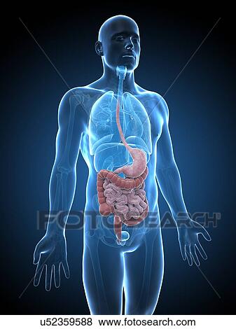 Stock Illustration - Human digestive system, illustration. Fotosearch