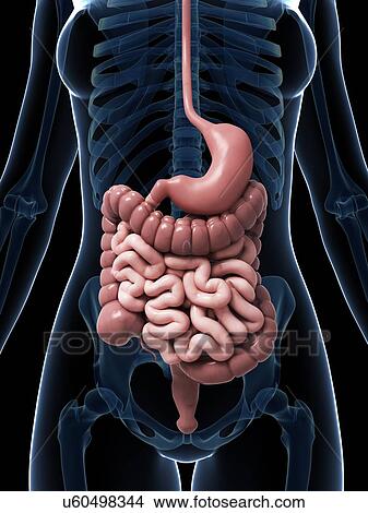 Stock Illustration - Human digestive system, illustration. Fotosearch