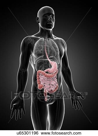 Stock Illustration - Human digestive system, illustration. Fotosearch