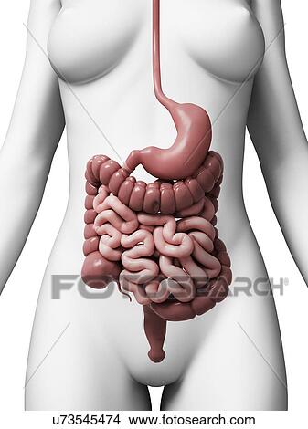 Human digestive system, illustration View Large Illustration Stock Illustration - Human digestive system, illustration. Fotosearch