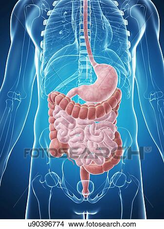 Stock Illustration - Human digestive system, illustration. Fotosearch
