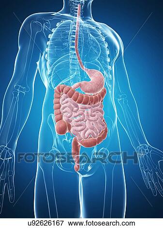 Stock Illustration - Human digestive system, illustration. Fotosearch