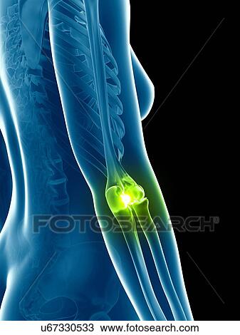 Drawing - Human elbow joint, illustration. Fotosearch