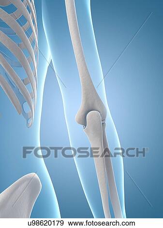 Human elbow joint, illustration View Large Illustration Stock Illustration - Human elbow joint, illustration. Fotosearch