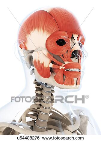 Human facial muscles, illustration View Large Illustration Stock Illustration - Human facial muscles, illustration. Fotosearch