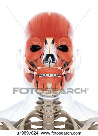Human facial muscles, illustration View Large Illustration Stock Illustration - Human facial muscles, illustration. Fotosearch