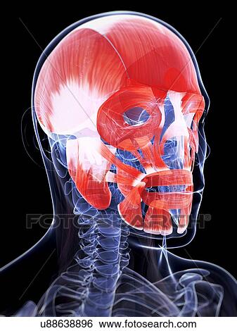Human facial muscles, illustration View Large Illustration Stock Illustration - Human facial muscles, illustration. Fotosearch