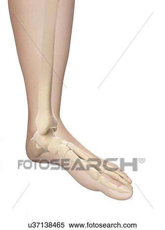Human foot bones, illustration View Large Illustration Stock Illustration - Human foot bones, illustration. Fotosearch