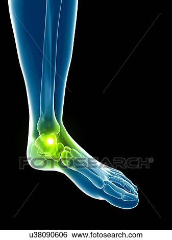 Stock Illustration - Human foot bones, illustration. Fotosearch