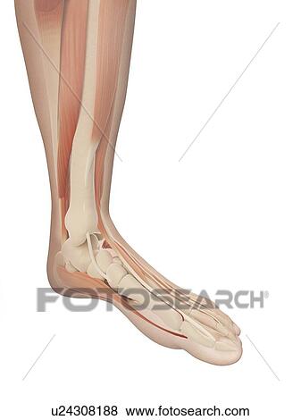 Stock Illustration - Human foot muscles, illustration. Fotosearch