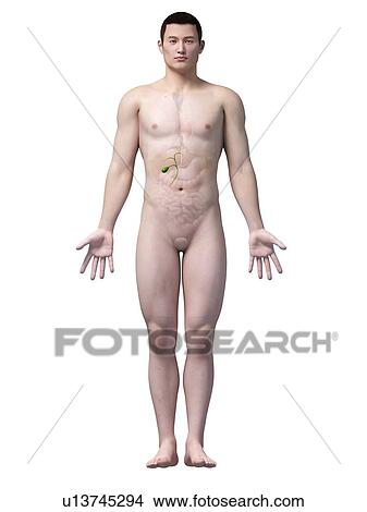 Stock Illustration - Human gall bladder, illustration. Fotosearch