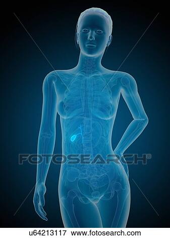 Human gall bladder, illustration View Large Illustration Stock Illustration - Human gall bladder, illustration. Fotosearch
