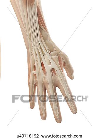 Human hand anatomy, illustration View Large Illustration Drawing - Human hand anatomy, illustration. Fotosearch