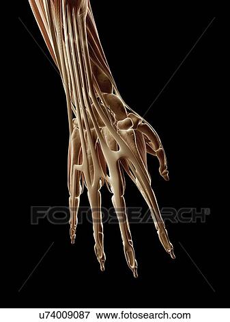 Human hand anatomy, illustration View Large Illustration Stock Illustration - Human hand anatomy, illustration. Fotosearch