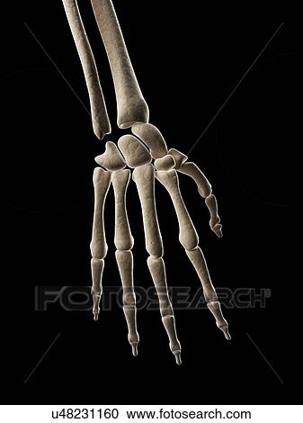 Human hand bones, illustration View Large Illustration Clipart - Human hand bones, illustration. Fotosearch