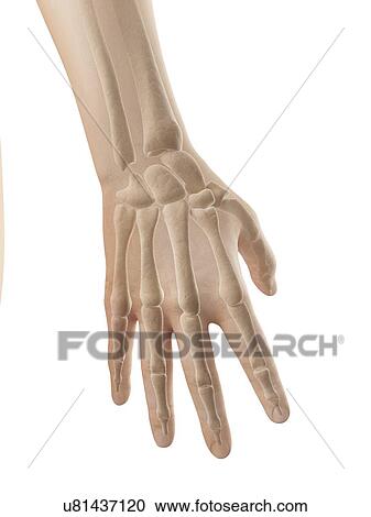Human hand bones, illustration View Large Illustration Clipart - Human hand bones, illustration. Fotosearch