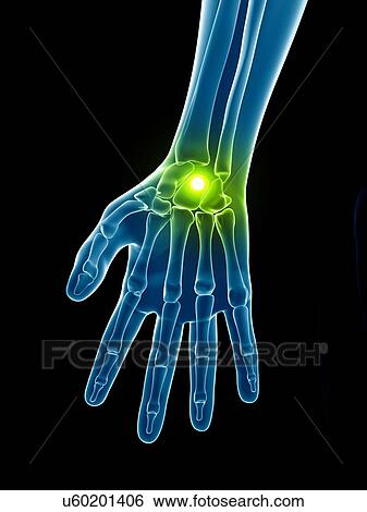 Human hand bones, illustration View Large Illustration Stock Illustration - Human hand bones, illustration. Fotosearch