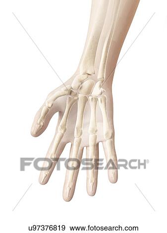 Human hand bones, illustration View Large Illustration Stock Illustration - Human hand bones, illustration. Fotosearch