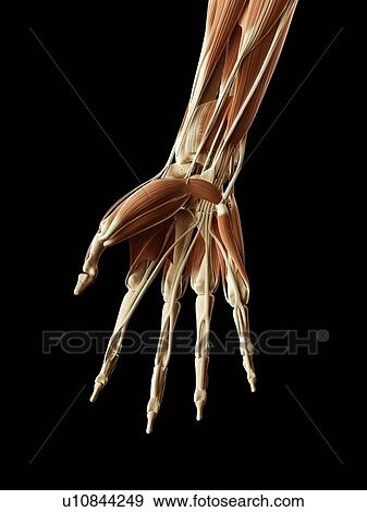 Human hand muscles, illustration View Large Illustration Stock Illustration - Human hand muscles, illustration. Fotosearch