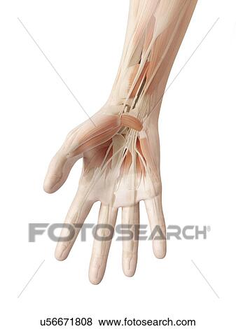 Human hand muscles, illustration View Large Illustration Stock Illustration - Human hand muscles, illustration. Fotosearch