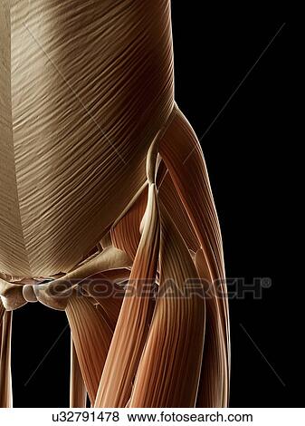 Stock Illustration - Human hip muscles, illustration. Fotosearch