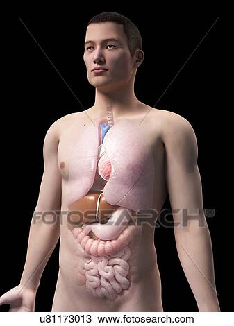 Drawing - Human internal organs, illustration. Fotosearch